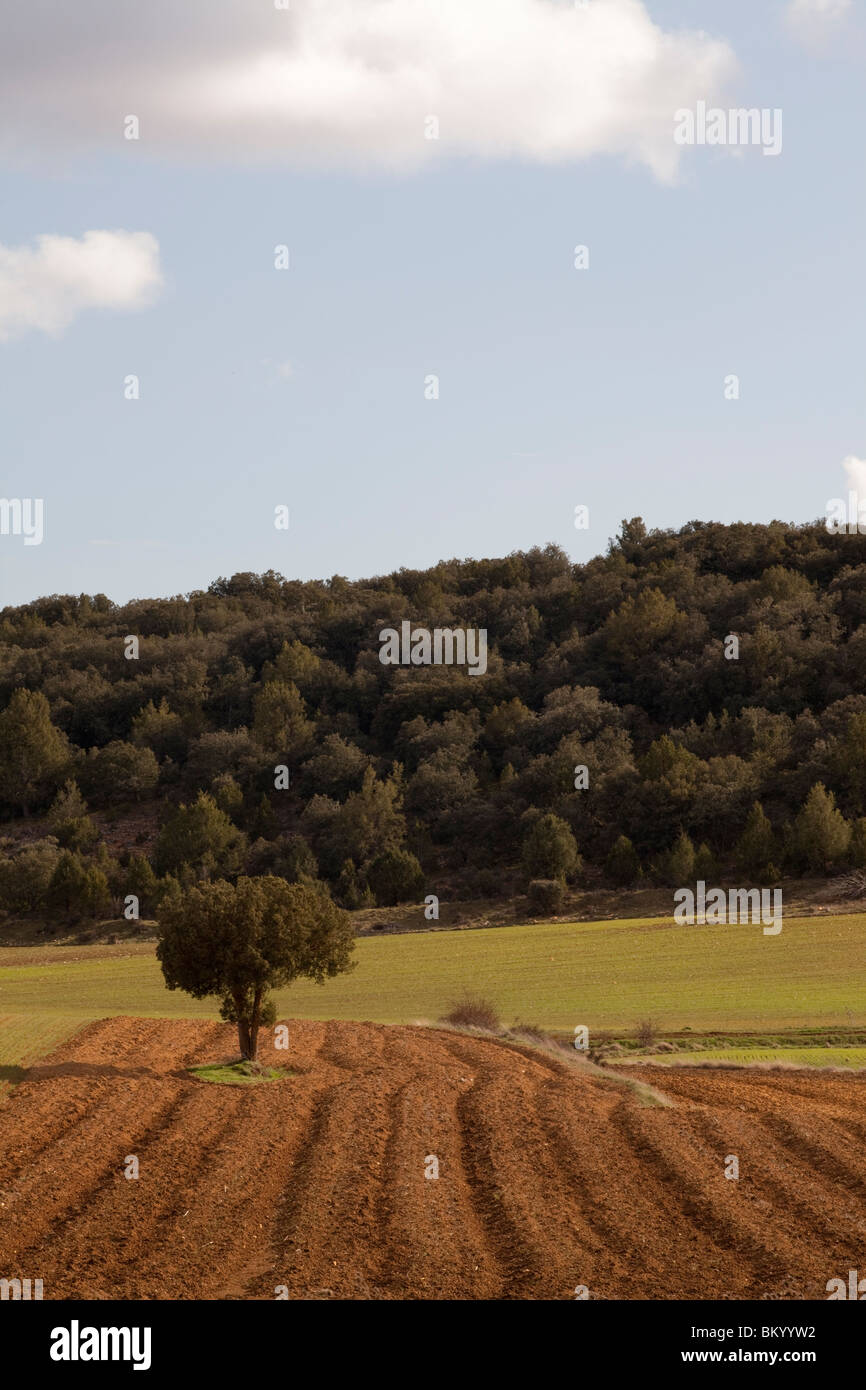 Crop land close to Calatañazor, Soria, Spain / Cultivos alrededor de Calatañazor, Soria, España Stock Photo