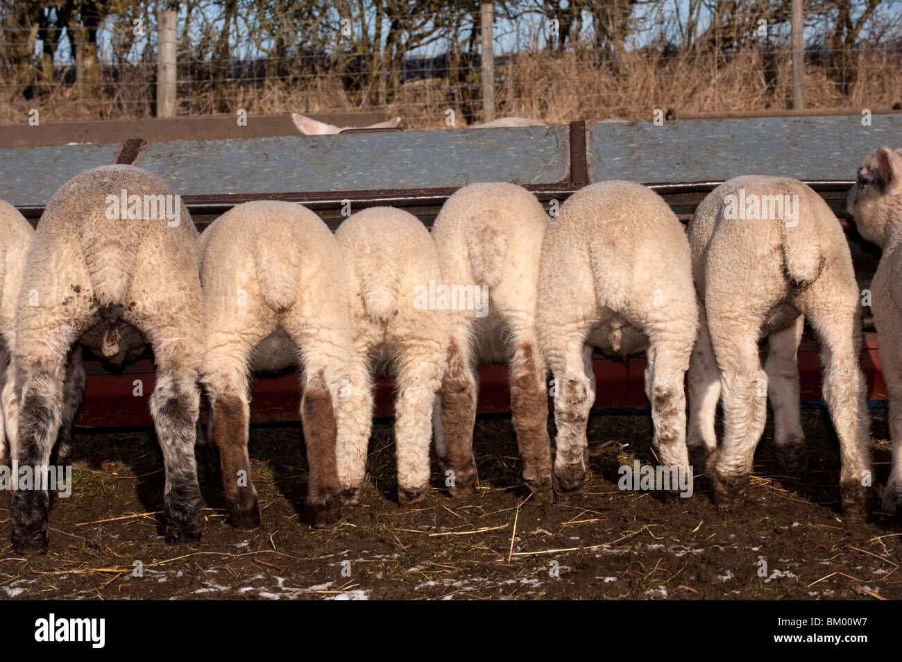 Creep feeder hires stock photography and images Alamy
