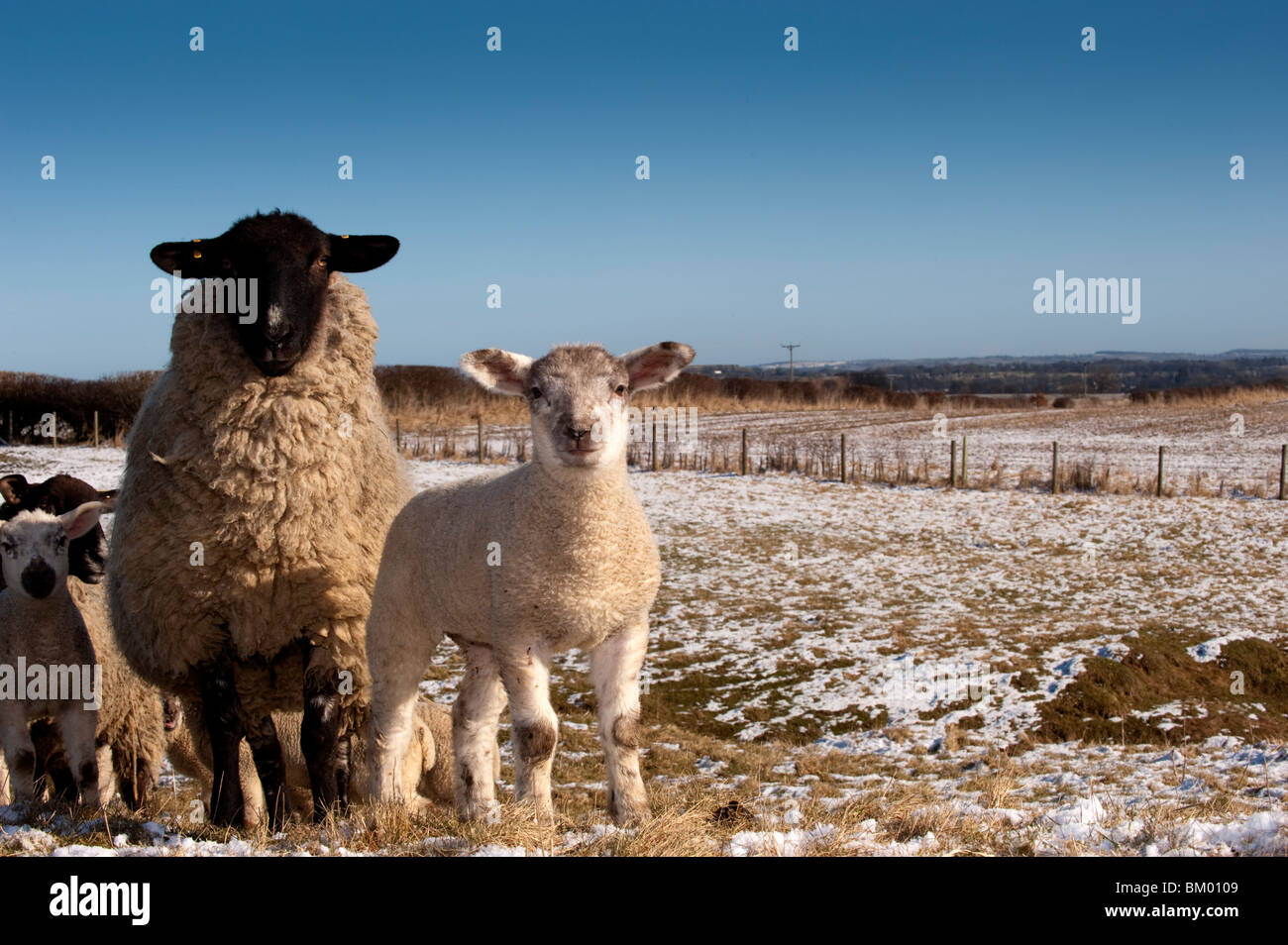Suffolk cross ewe with texel lamb at foot in late spring snow. Co. Durham Stock Photo