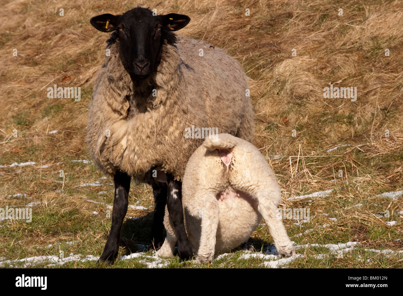 Suffolk cross ewe with texel lamb suckling in late spring snow. Co. Durham Stock Photo