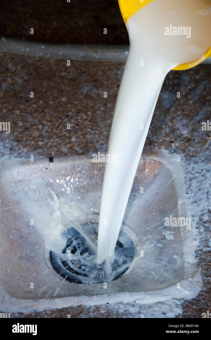Farmer pouring waste milk down a drain Stock Photo Alamy
