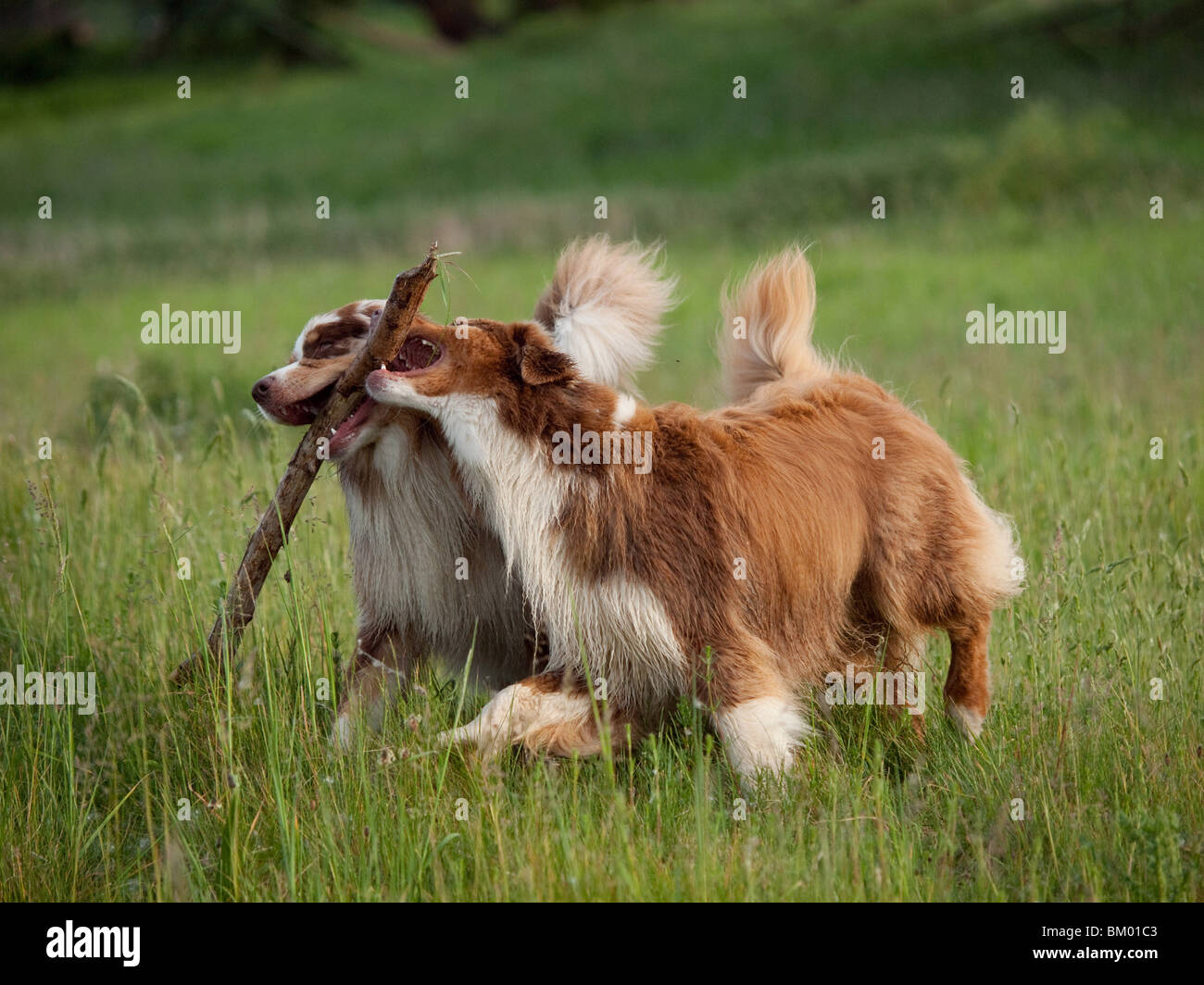 playing Australian Shepherds Stock Photo