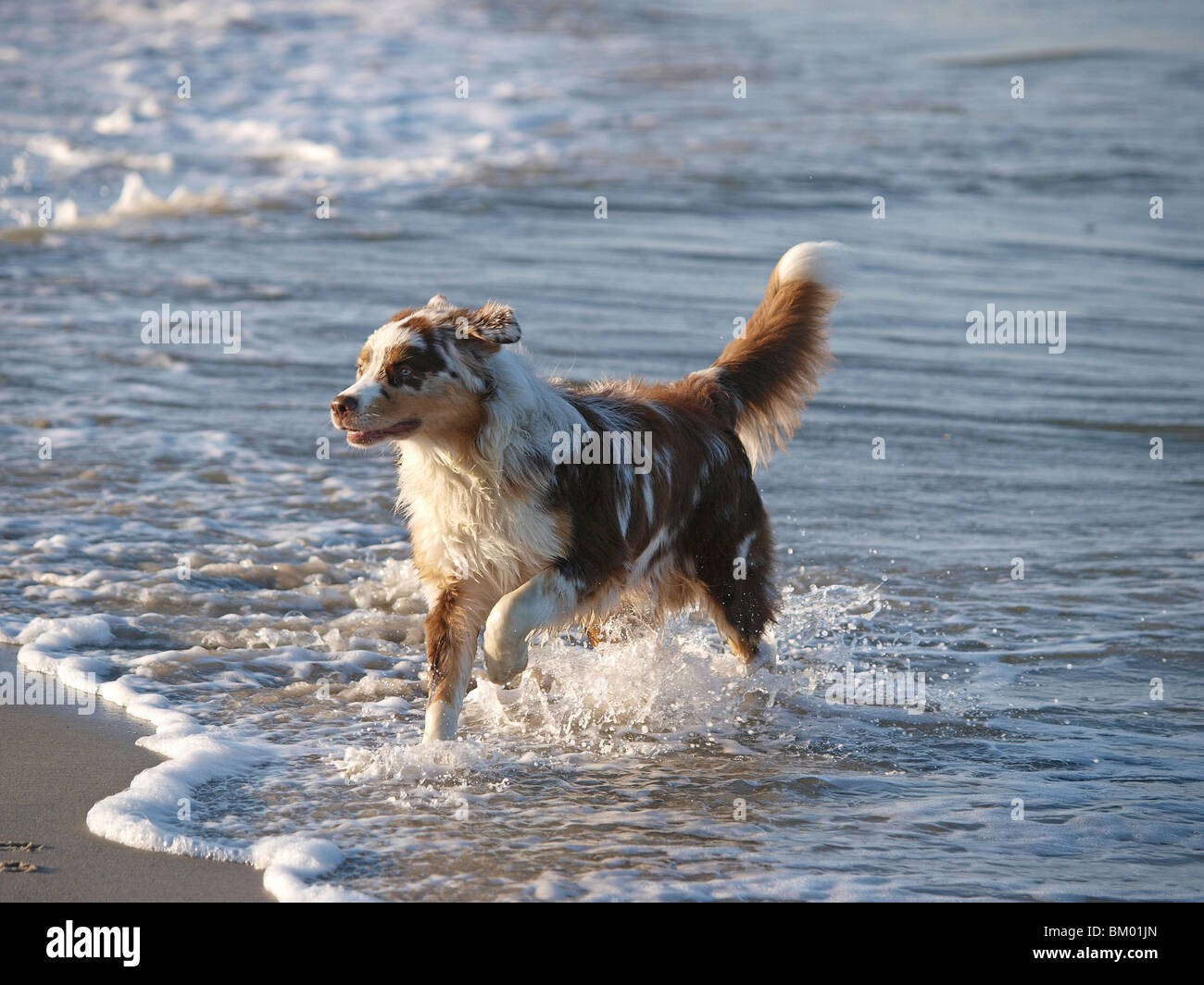 running Australian Shepherd Stock Photo Alamy
