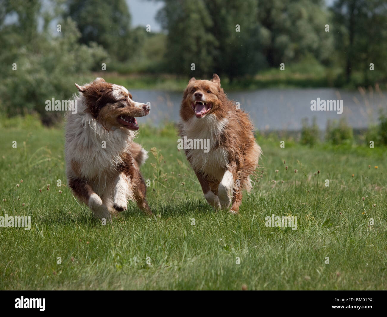 running Australian Shepherds Stock Photo Alamy