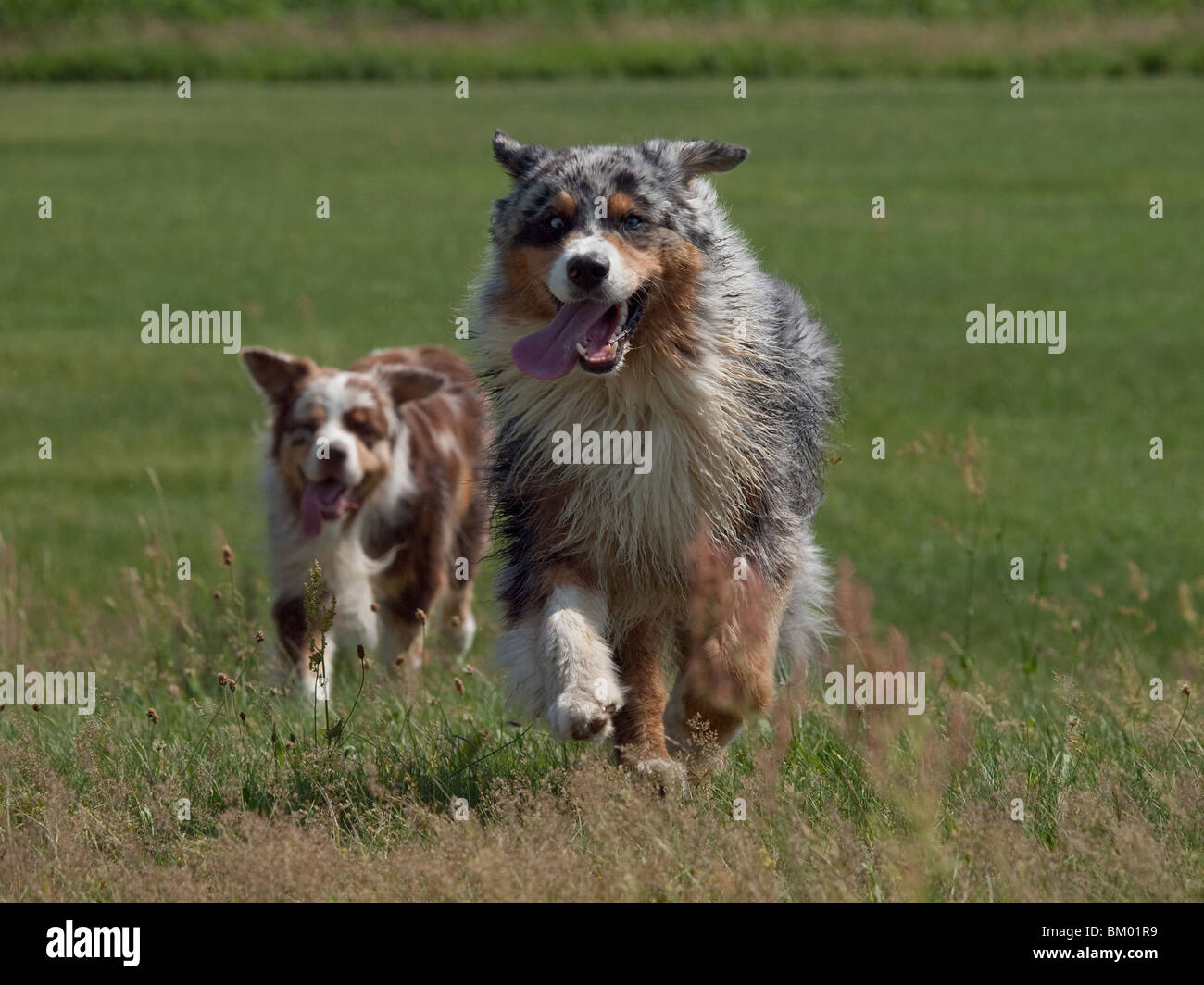 running Australian Shepherds Stock Photo Alamy