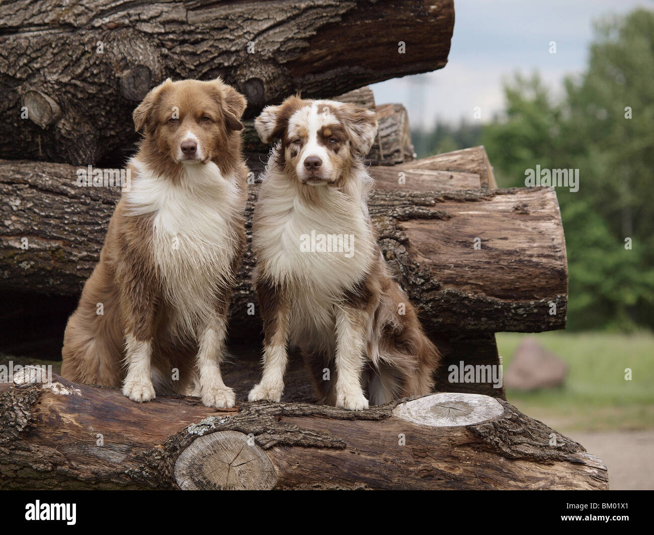 Shepherds tree hires stock photography and images Alamy