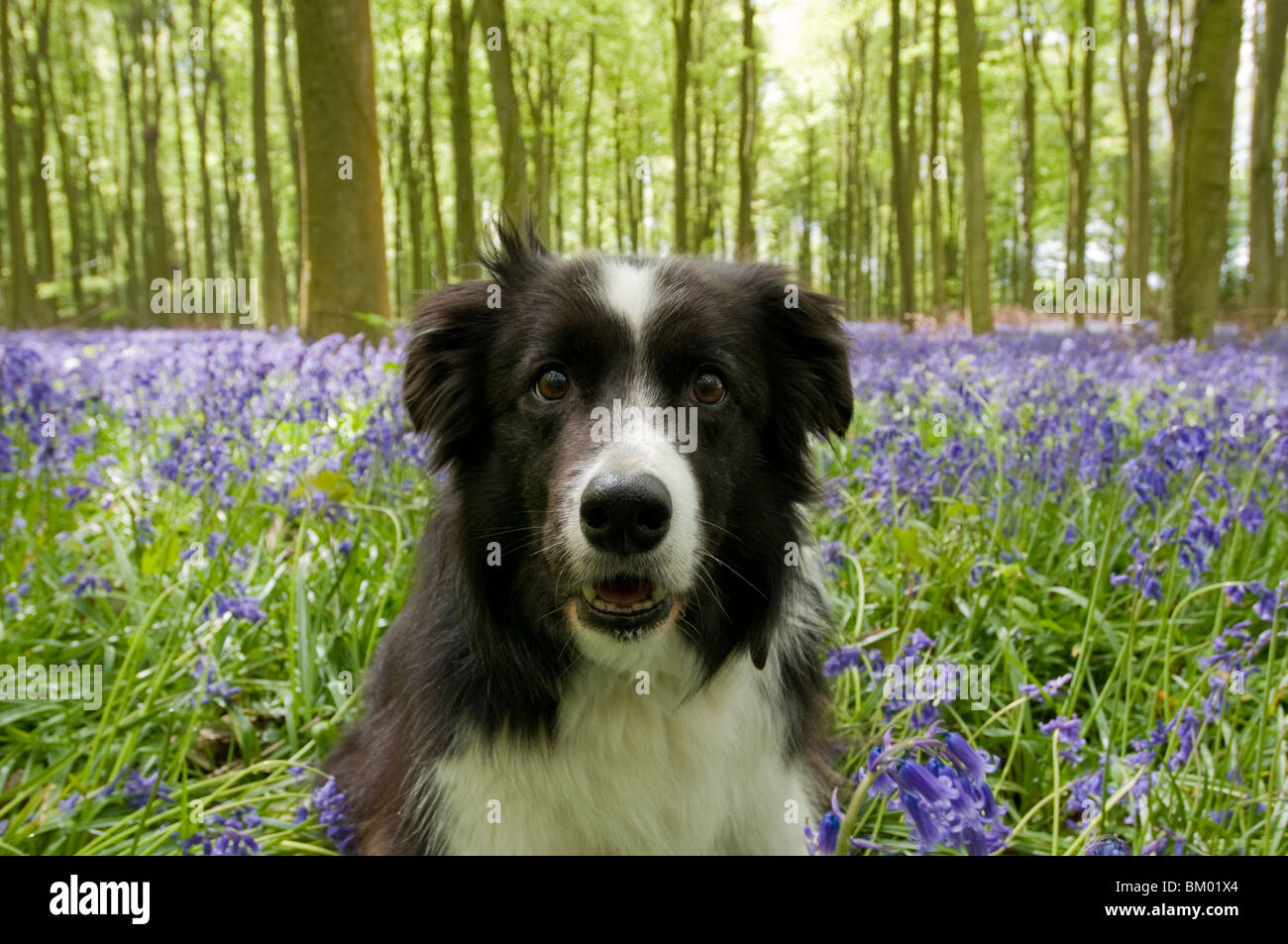 Border Collie dog in a bluebell wood in Sussex, England Stock Photo