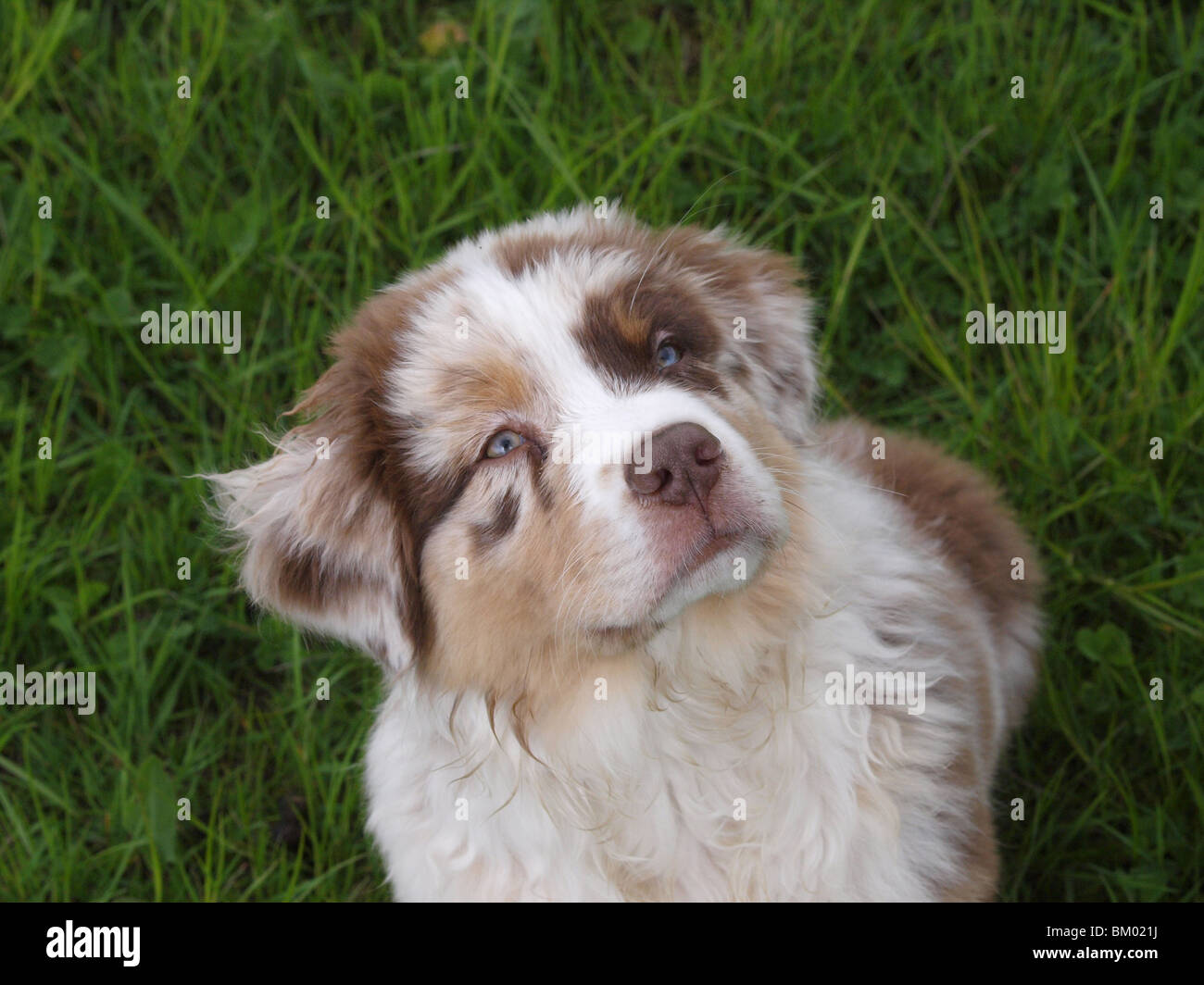 Australian Shepherd Portrait Stock Photo - Alamy