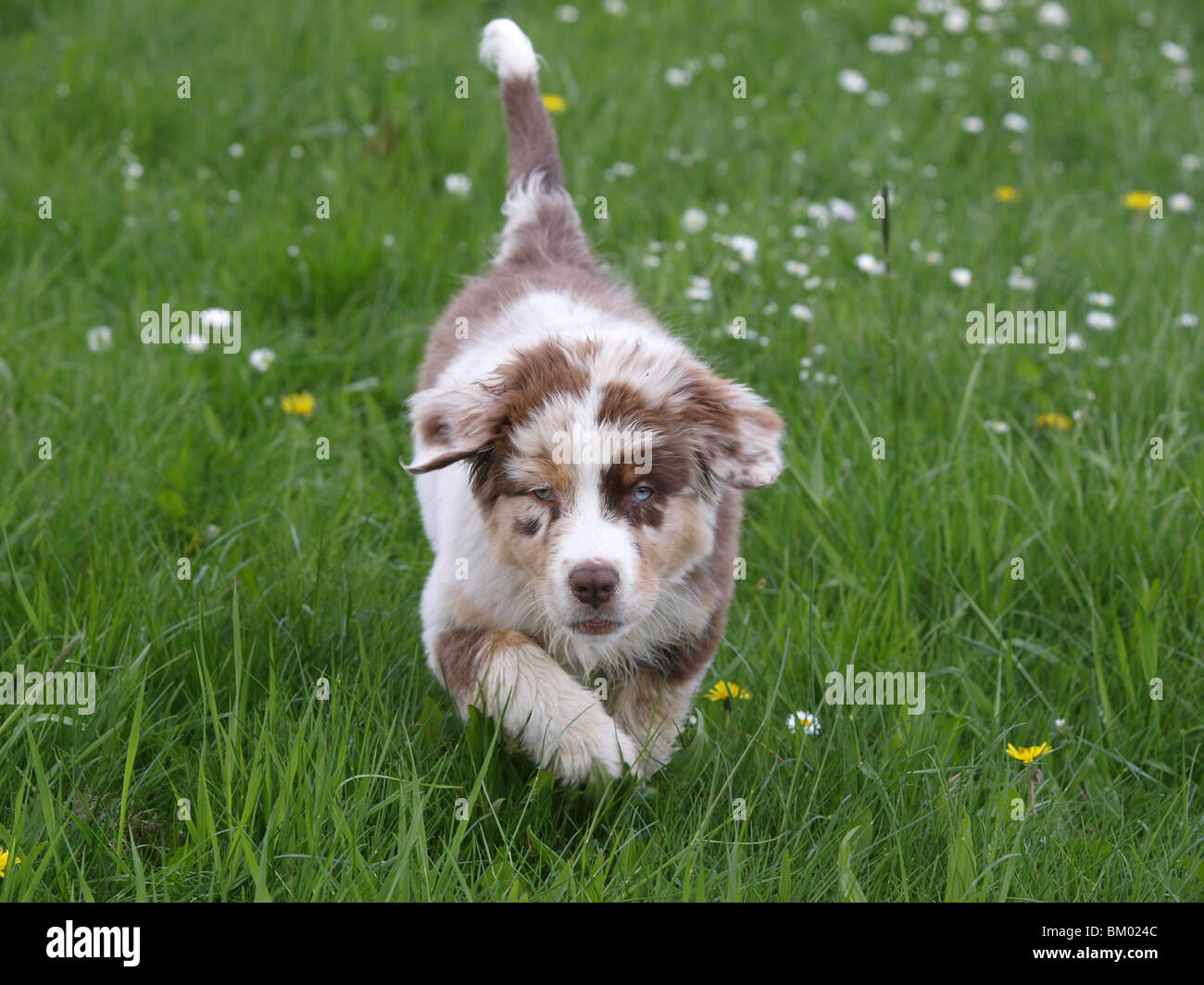 walking-australian-shepherd-puppy-stock-photo-alamy
