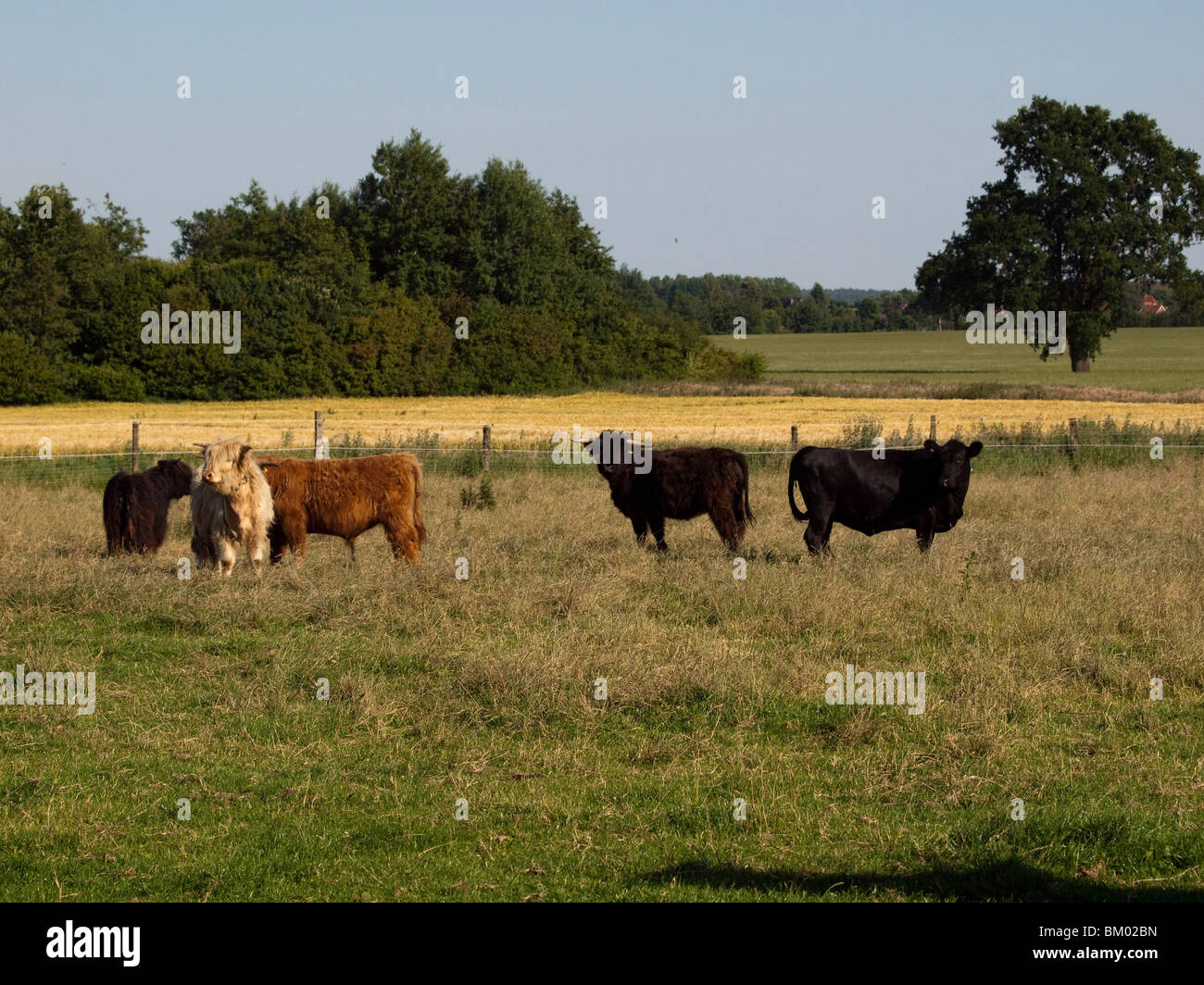 Black highland cow sunny hi-res stock photography and images - Alamy