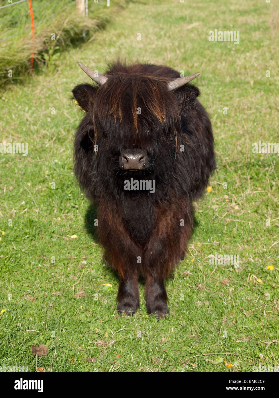 Black highland cow sunny hi-res stock photography and images - Alamy