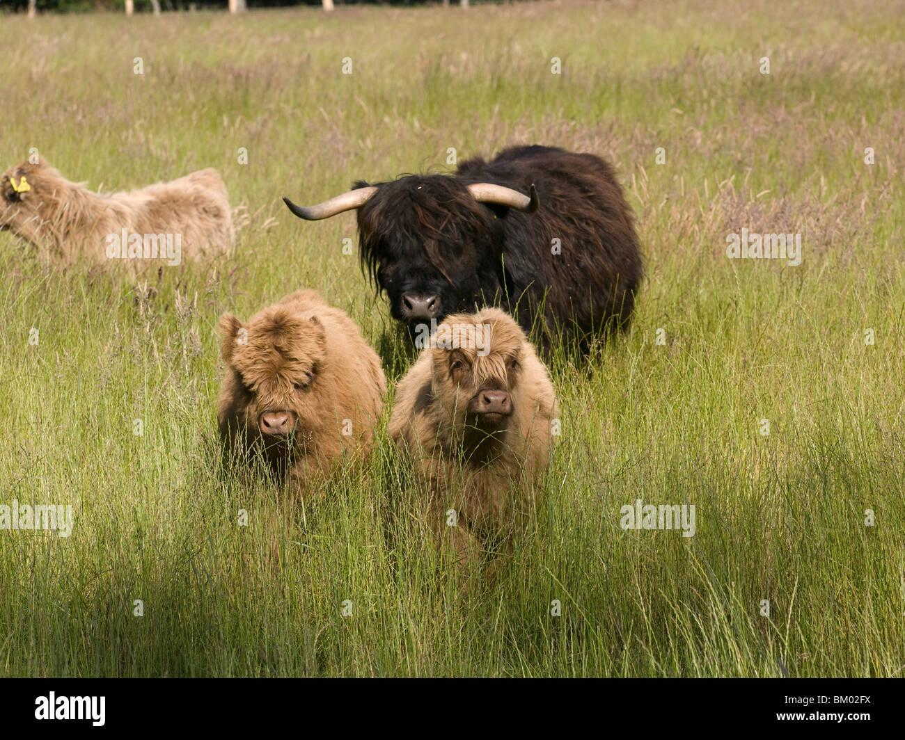Black highland cow sunny hi-res stock photography and images - Alamy