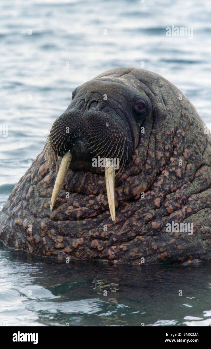 Walrus (Odobenus rosmarus) in water, Svalbard, Norway Stock Photo - Alamy