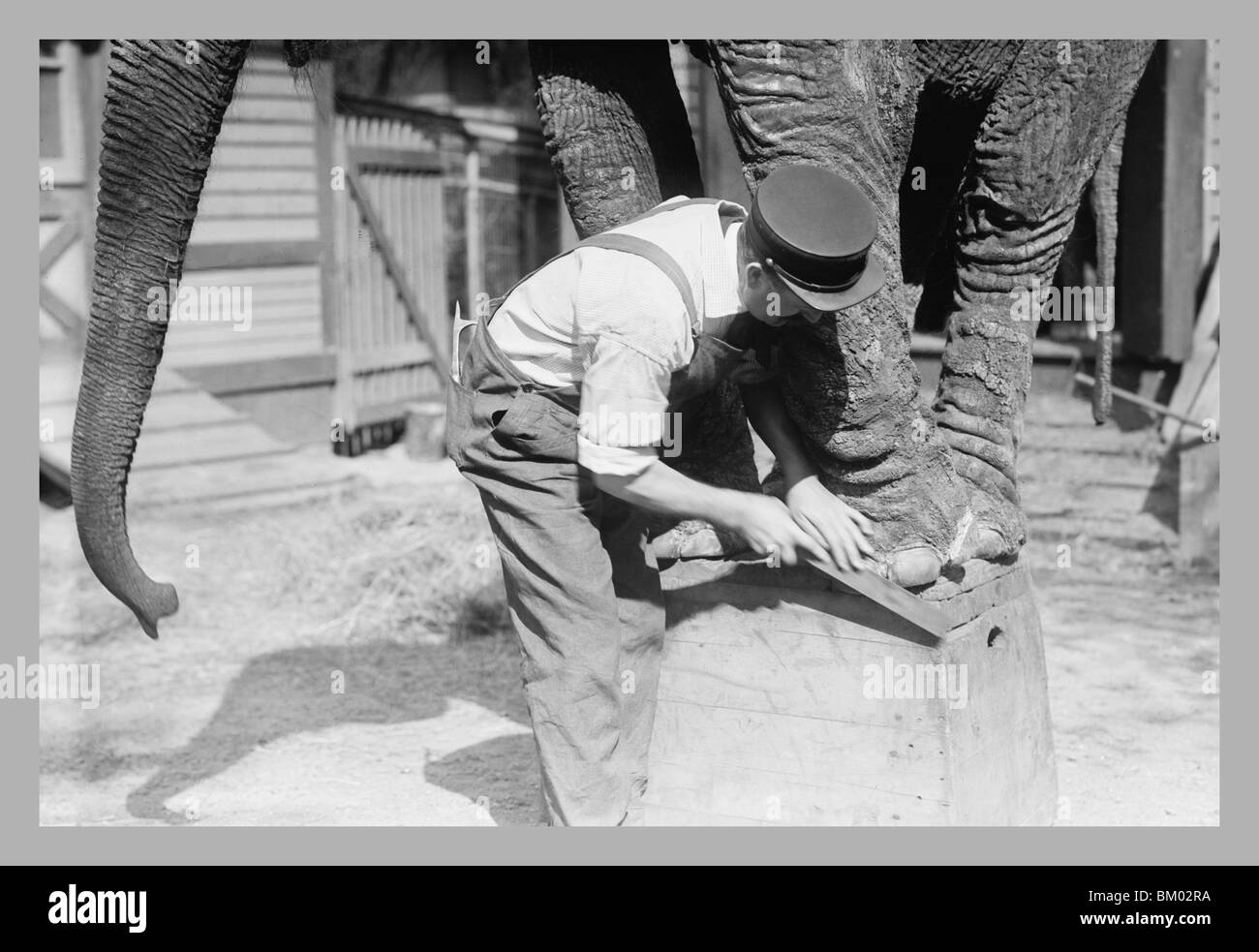 Elephant Pedicure Stock Photo