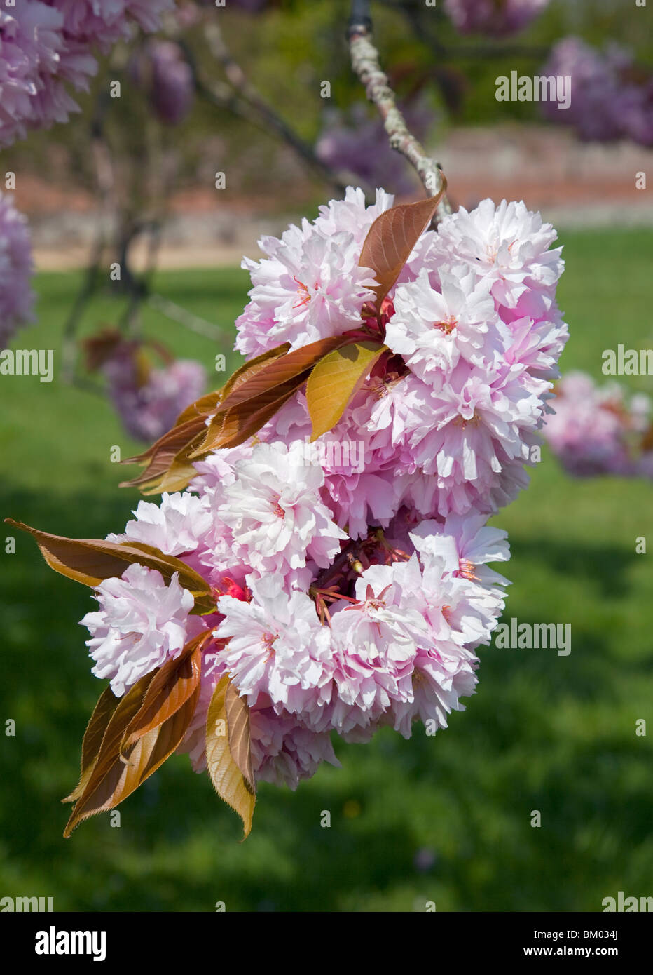 Pink Ornamental Cherry Blossom (prunus) Stock Photo