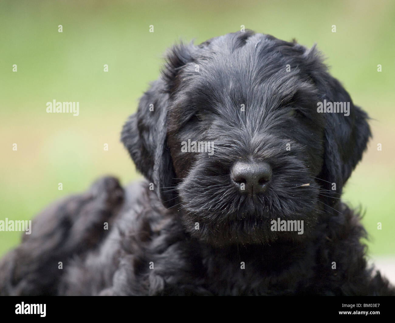 black russian terrier puppy Stock Photo Alamy
