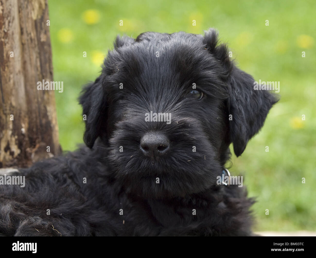 black russian terrier puppy Stock Photo Alamy