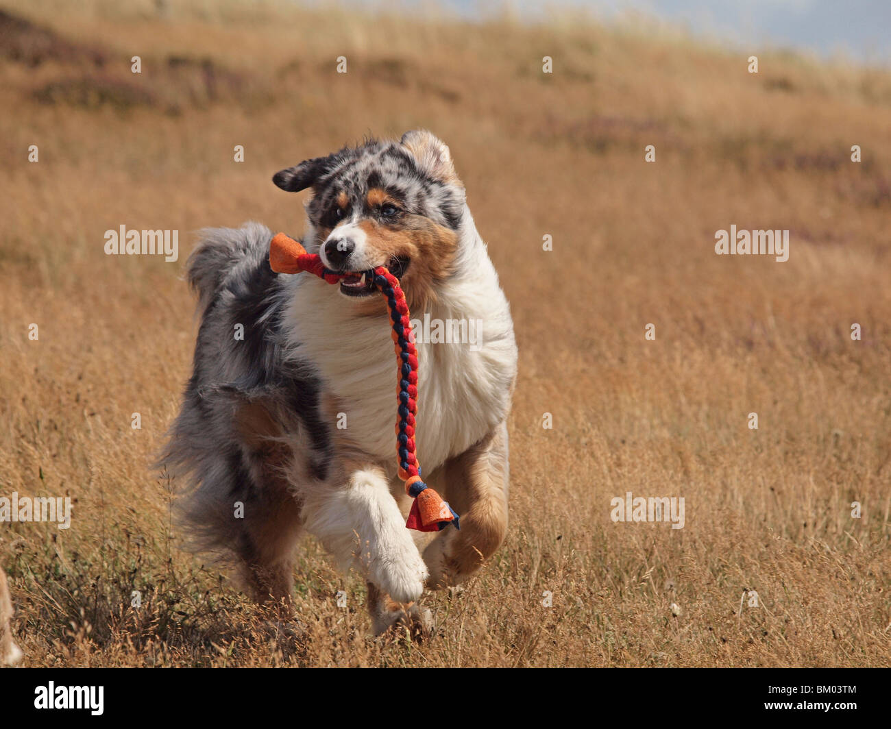 running Australian Shepherd Stock Photo Alamy