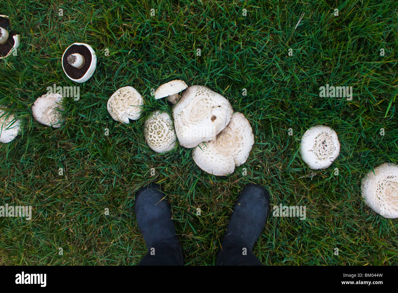 Fairy Ring of Horse Mushrooms (Agaricus arvensis Stock Photo Alamy