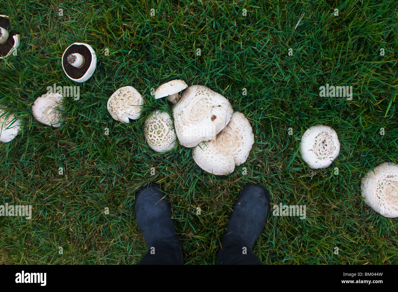 Fairy Ring of Horse Mushrooms (Agaricus arvensis). Strong flavoured, but very edible and often huge. Stock Photo