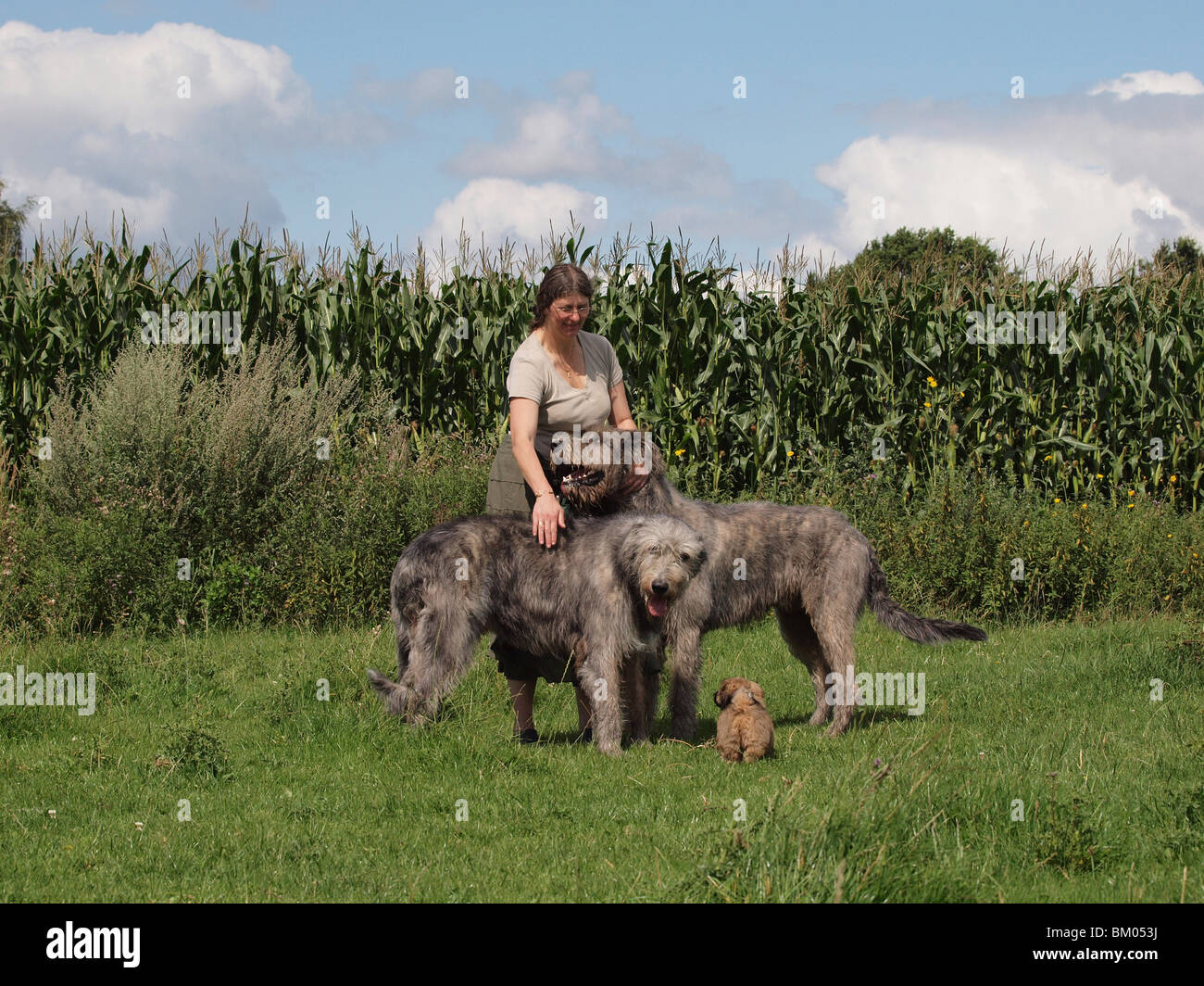Irish Wolfhounds and Lhasa Apso Stock Photo