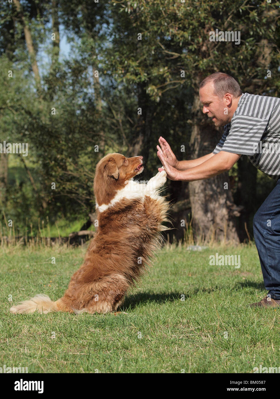 australian shepherd dancing