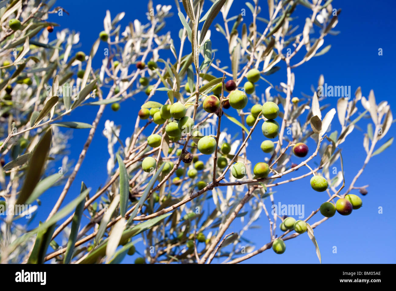 Olives on the tree, Faro, Portugal Stock Photo Alamy
