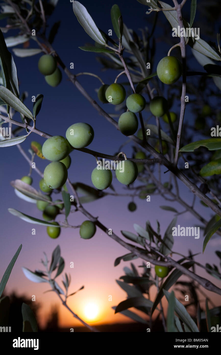 Olives on the tree, Faro, Portugal Stock Photo Alamy