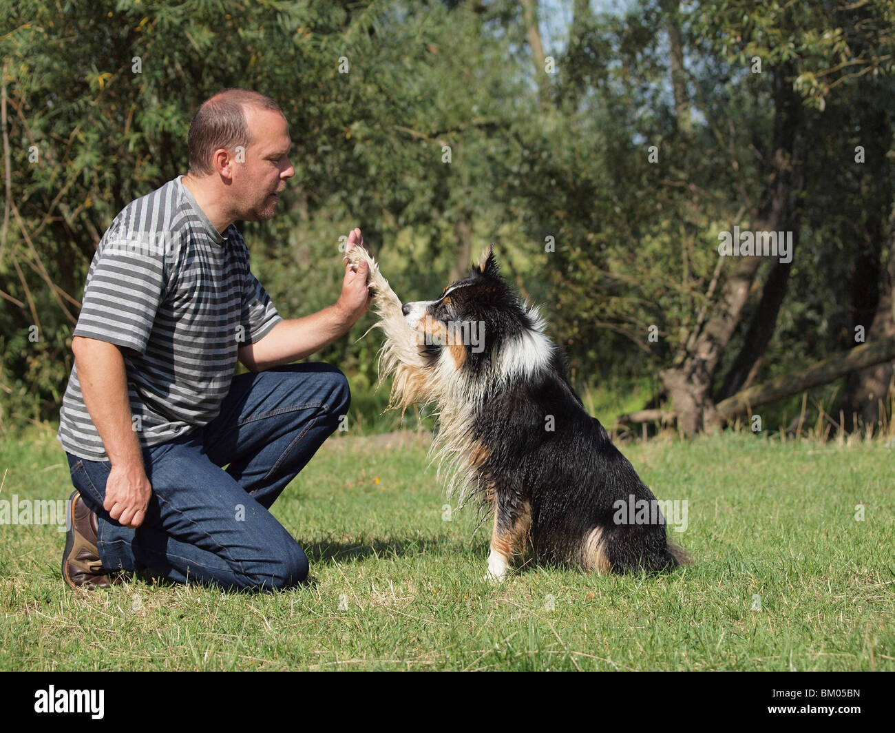 australian shepherd dancing
