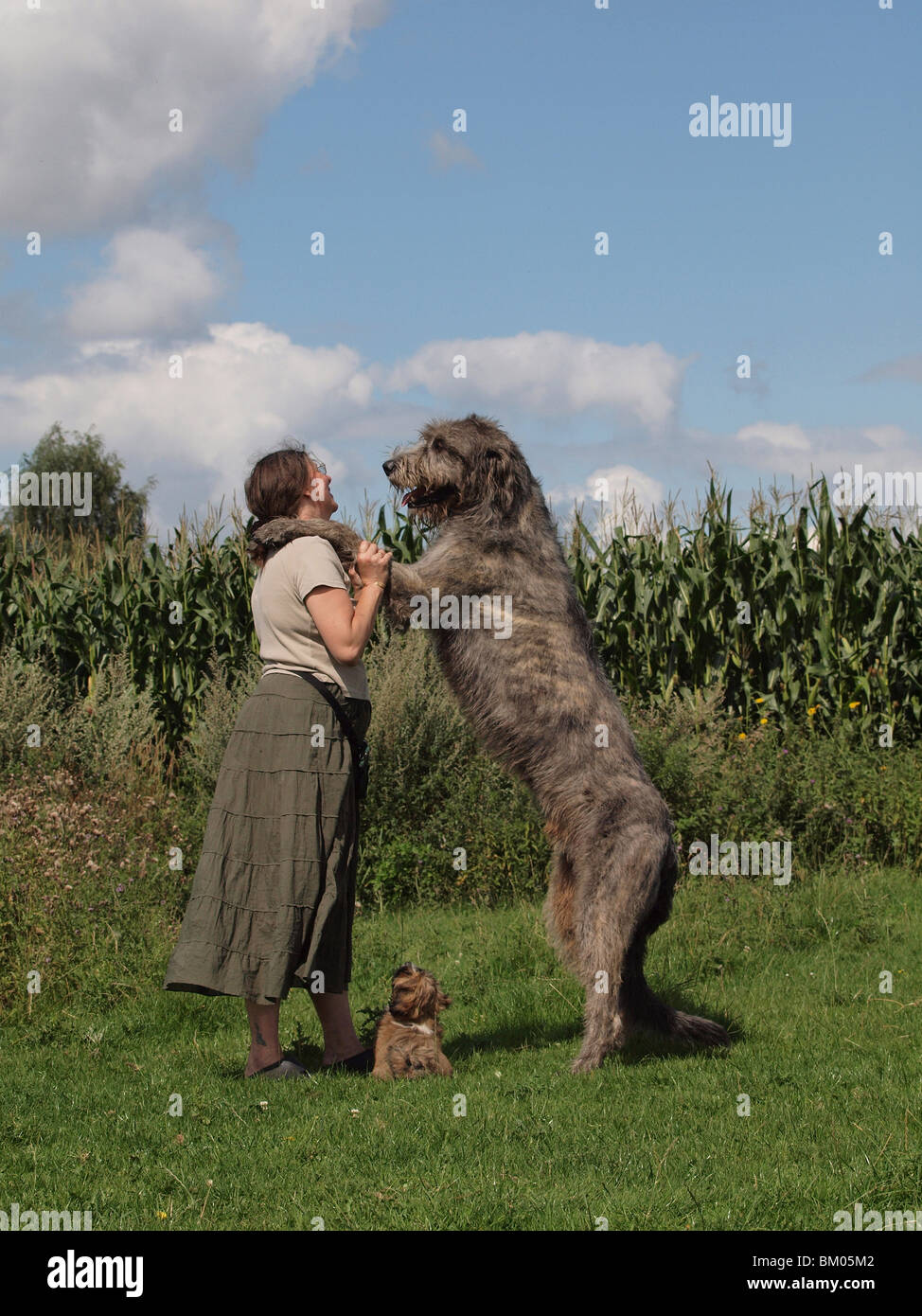 Irish Wolfhound and Lhasa Apso Stock Photo