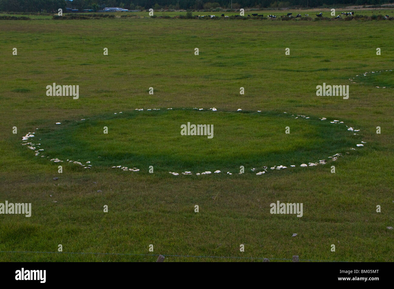 Fairy Ring of Horse Mushrooms (Agaricus arvensis). Strong flavoured