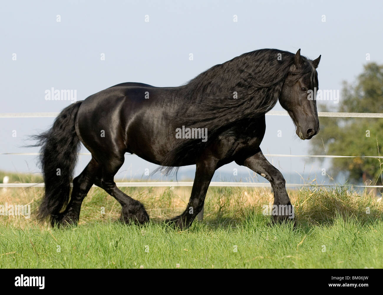Frisians fence hi-res stock photography and images - Alamy