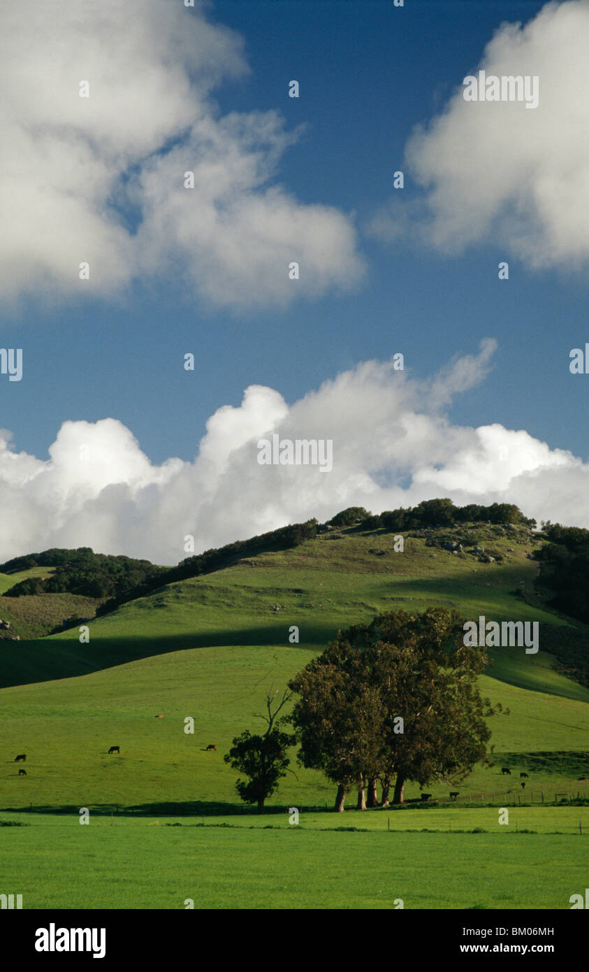 Tree trees horizon fields hi-res stock photography and images - Alamy