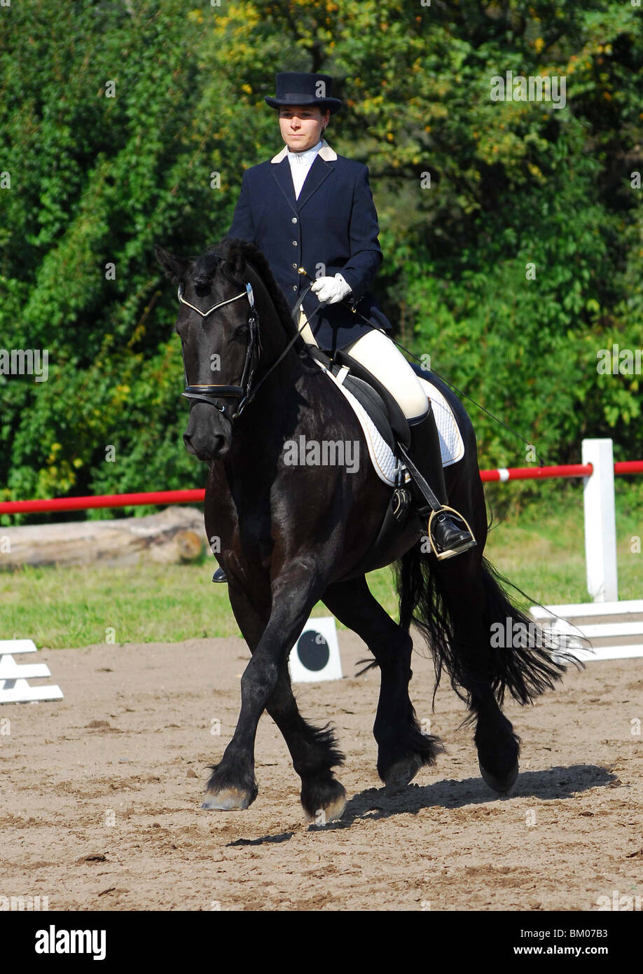 Friesian horse dressage hi-res stock photography and images - Alamy
