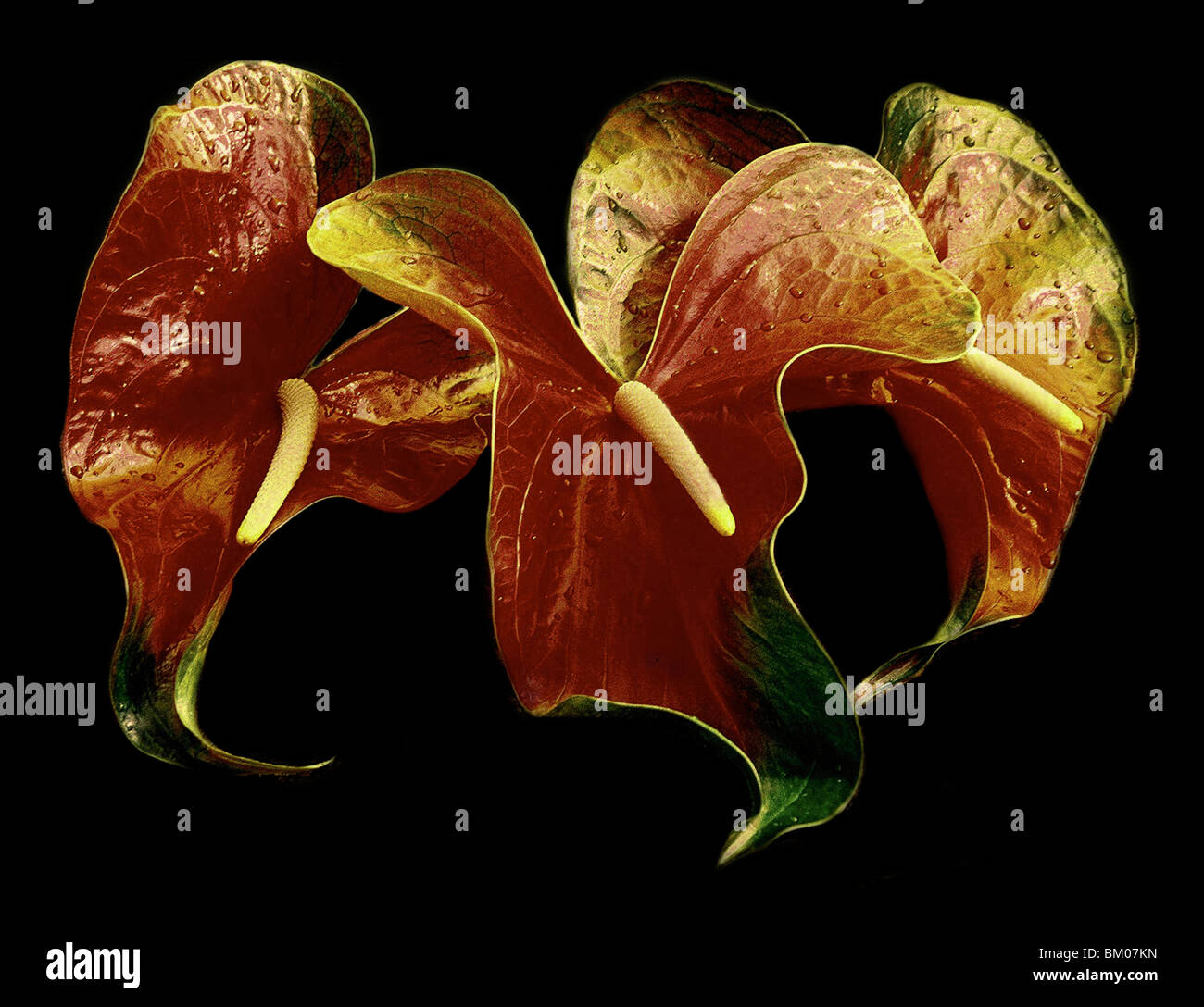 Hawaiian plant hi-res stock photography and images - Alamy