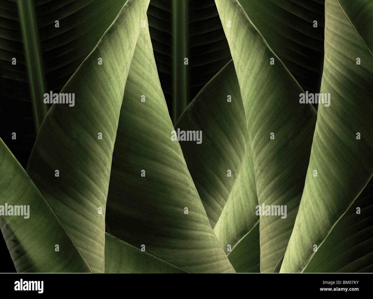 Banana Leafs. These pieces are all created in Hawaii from Hawaiian plants. Stock Photo
