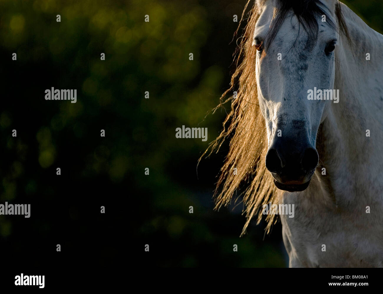 Andalusian horse portrait Stock Photo - Alamy