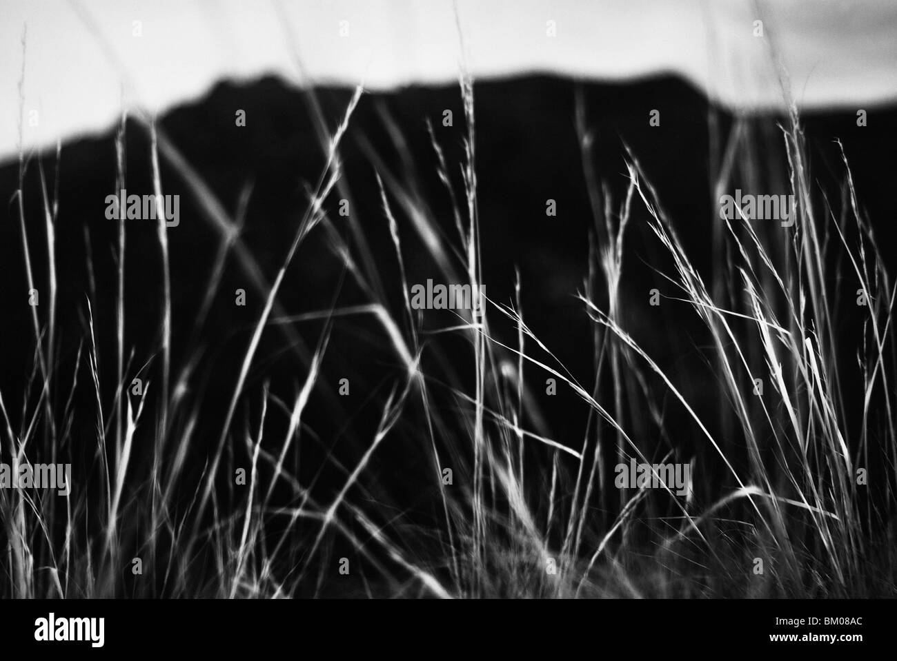 Highlighted grass Black and White Stock Photos & Images - Alamy