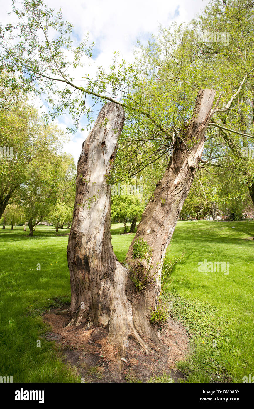 V shape tree hi-res stock photography and images - Alamy