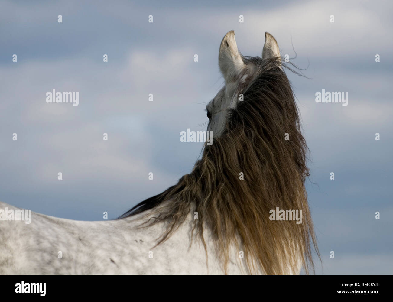 Andalusian horse portrait Stock Photo - Alamy