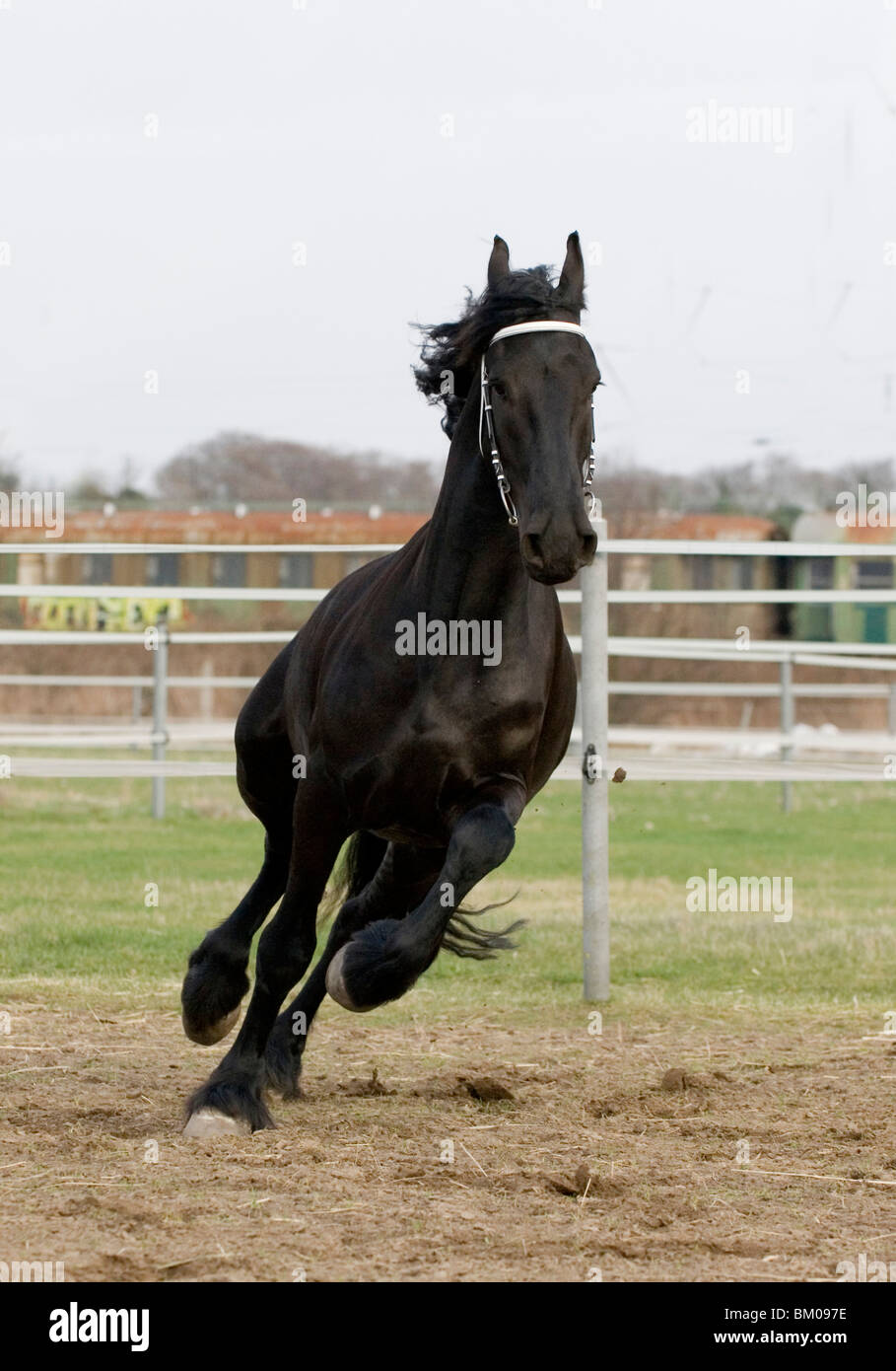 galloping frisian horse Stock Photo