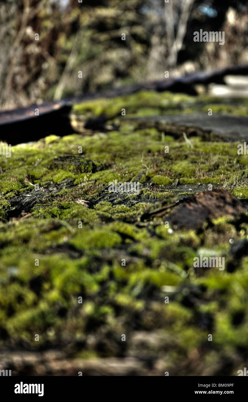 Moss growing on a farm trailor Stock Photo