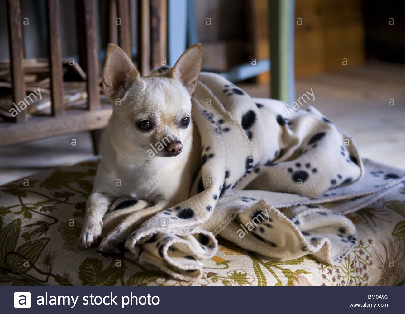 A Chihuahua Dog Laying On A Pillow Stock Photo Alamy