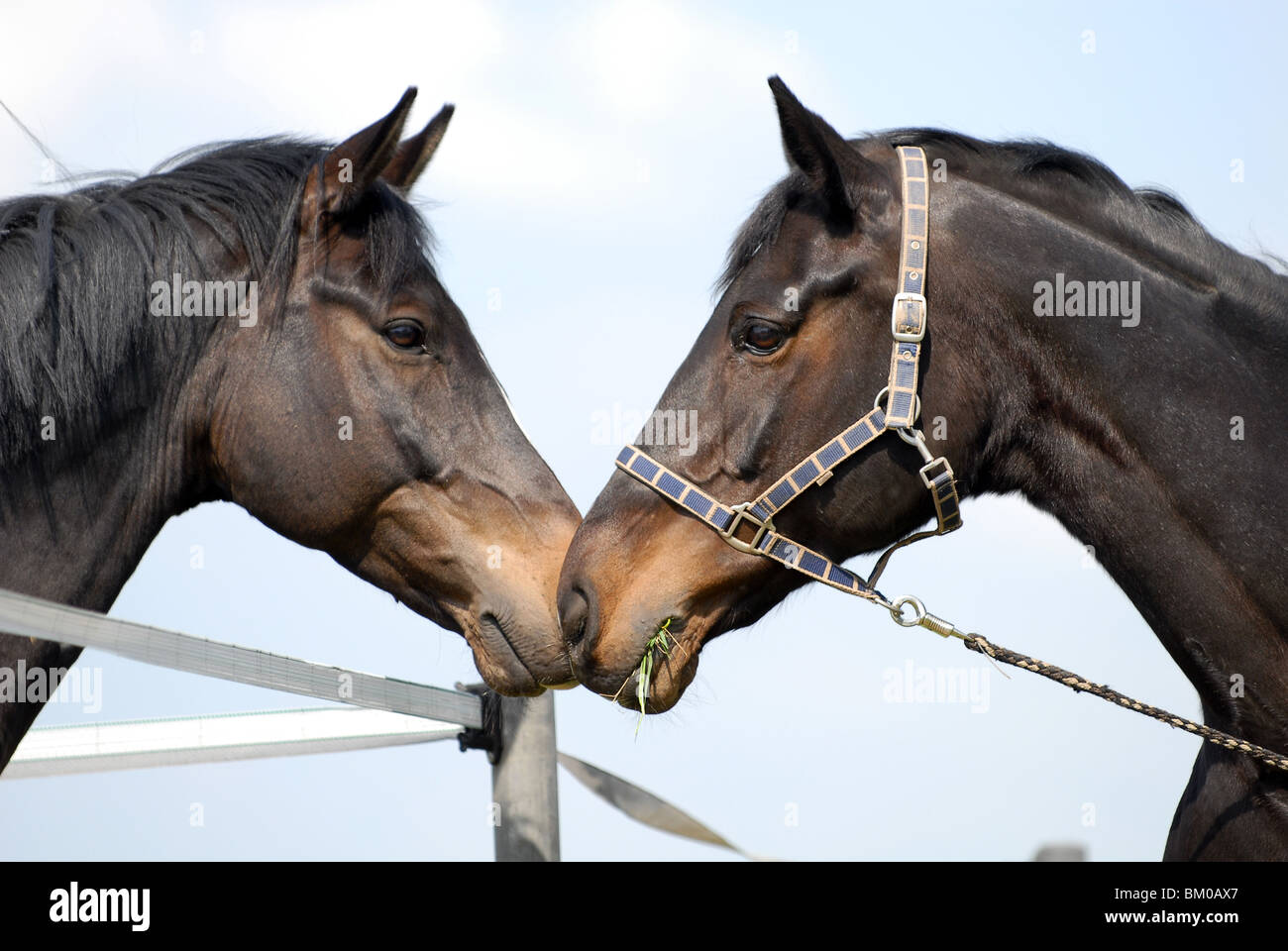 horses Stock Photo