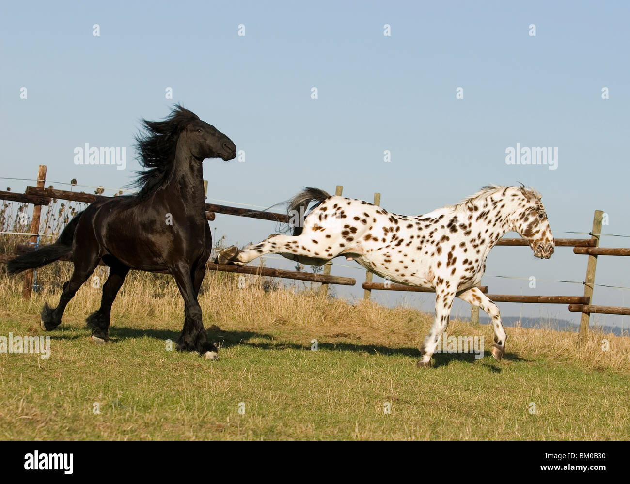 557 Appaloosa Horses Stock Photos - Free & Royalty-Free Stock Photos from  Dreamstime