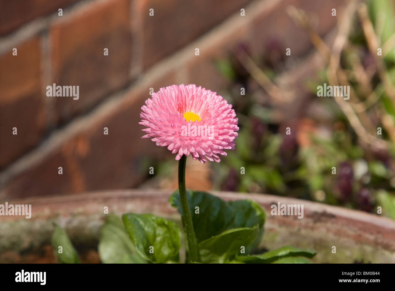 The pink rosette of the Bellis Stock Photo