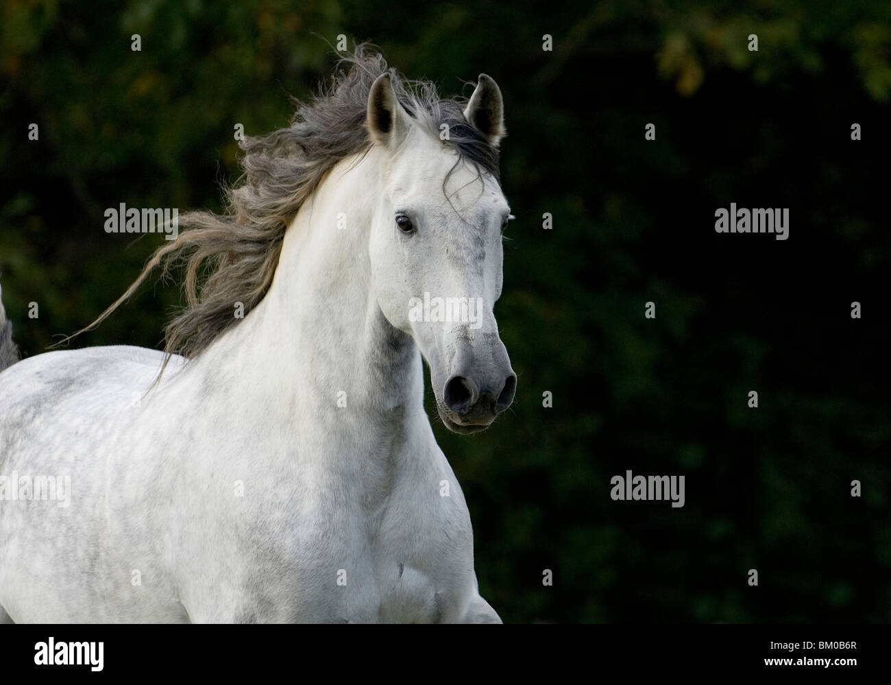 Andalusian horse portrait Stock Photo - Alamy