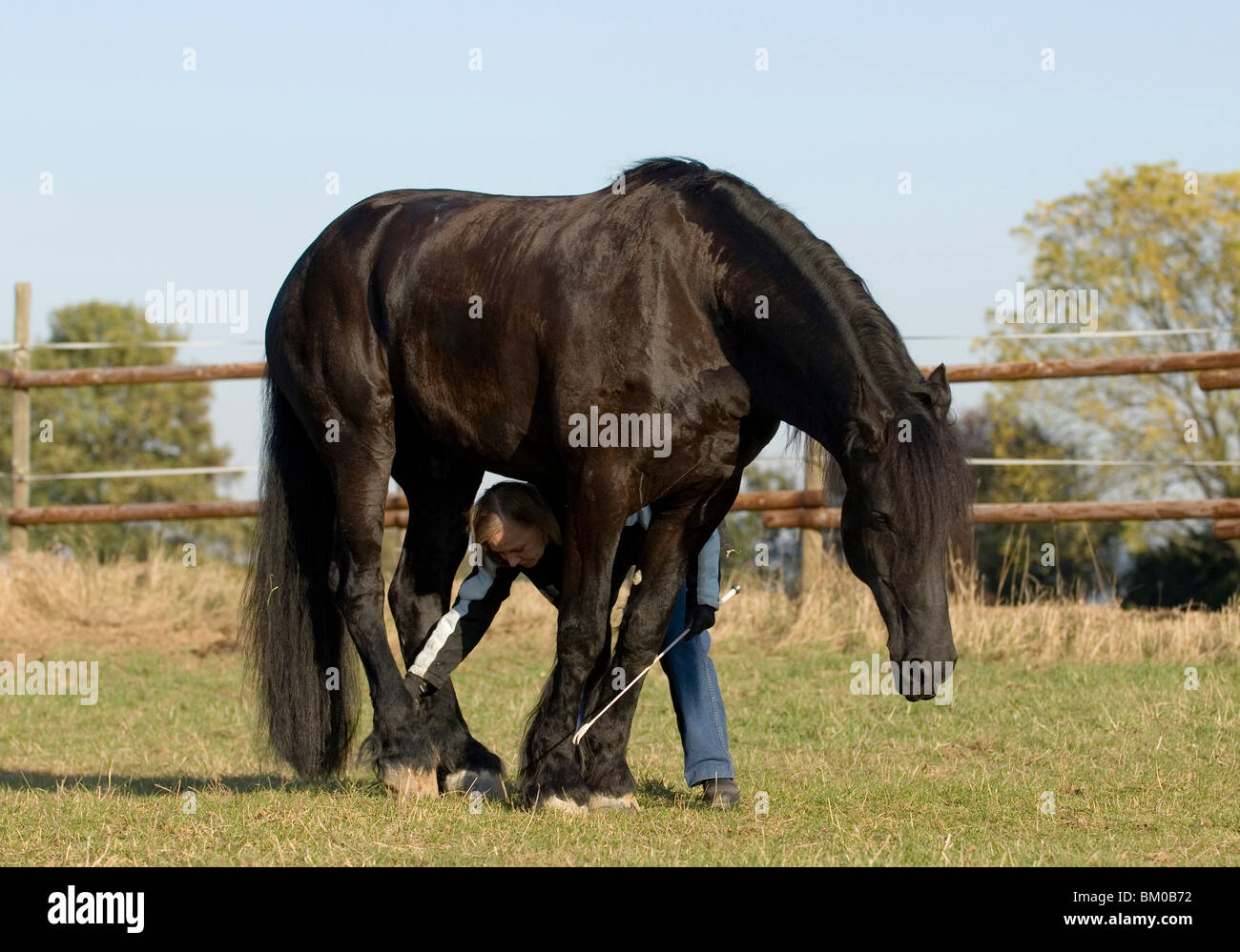 Frisians fence hi-res stock photography and images - Alamy
