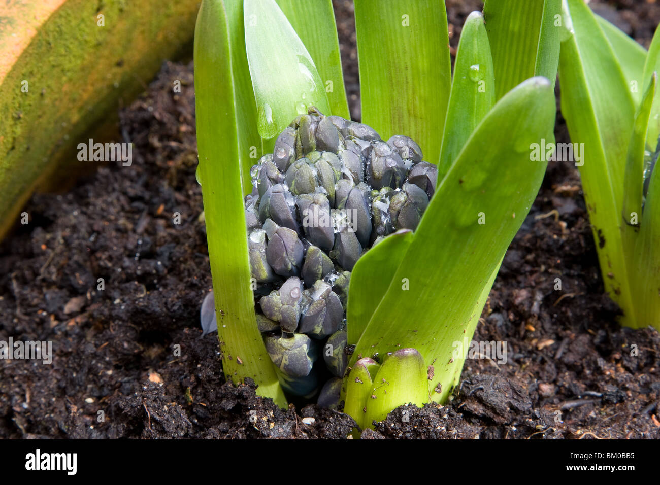 Rain droplets on a newly emerged hyacinth. Stock Photo