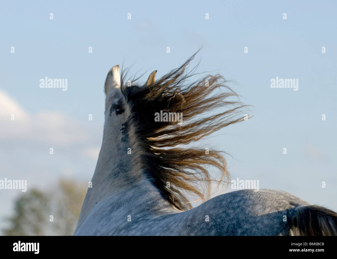 Andalusian horse portrait Stock Photo - Alamy